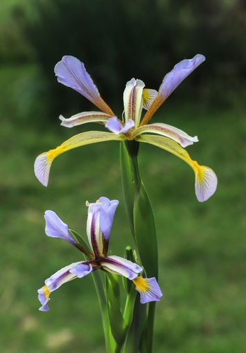 Iris halophila